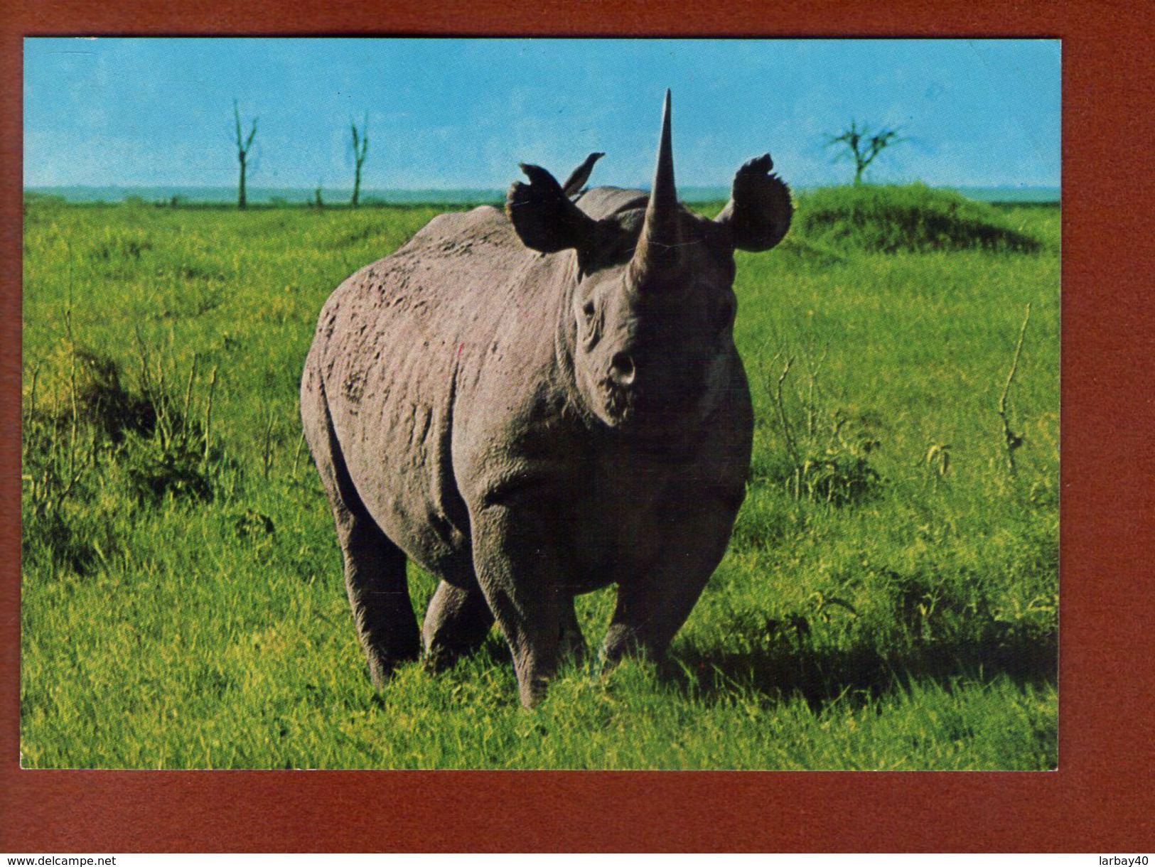 1 Cp Rhinoceros - Rhinocéros