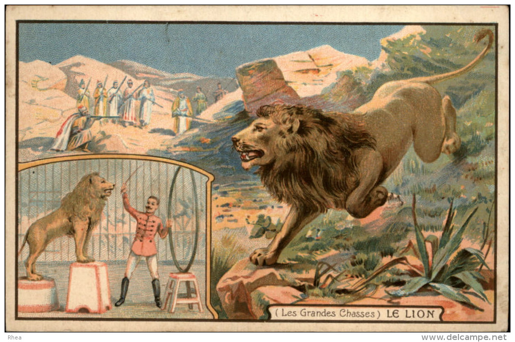 ANIMAUX - LION - Les Grandes Chasses - Pub Chicorée A La Ménagère - Lions