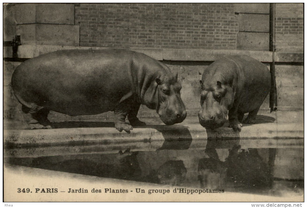 ANIMAUX - 75 - PARIS - Jardin Des Plantes - ZOO - HIPPOPOTAME - Hippopotames