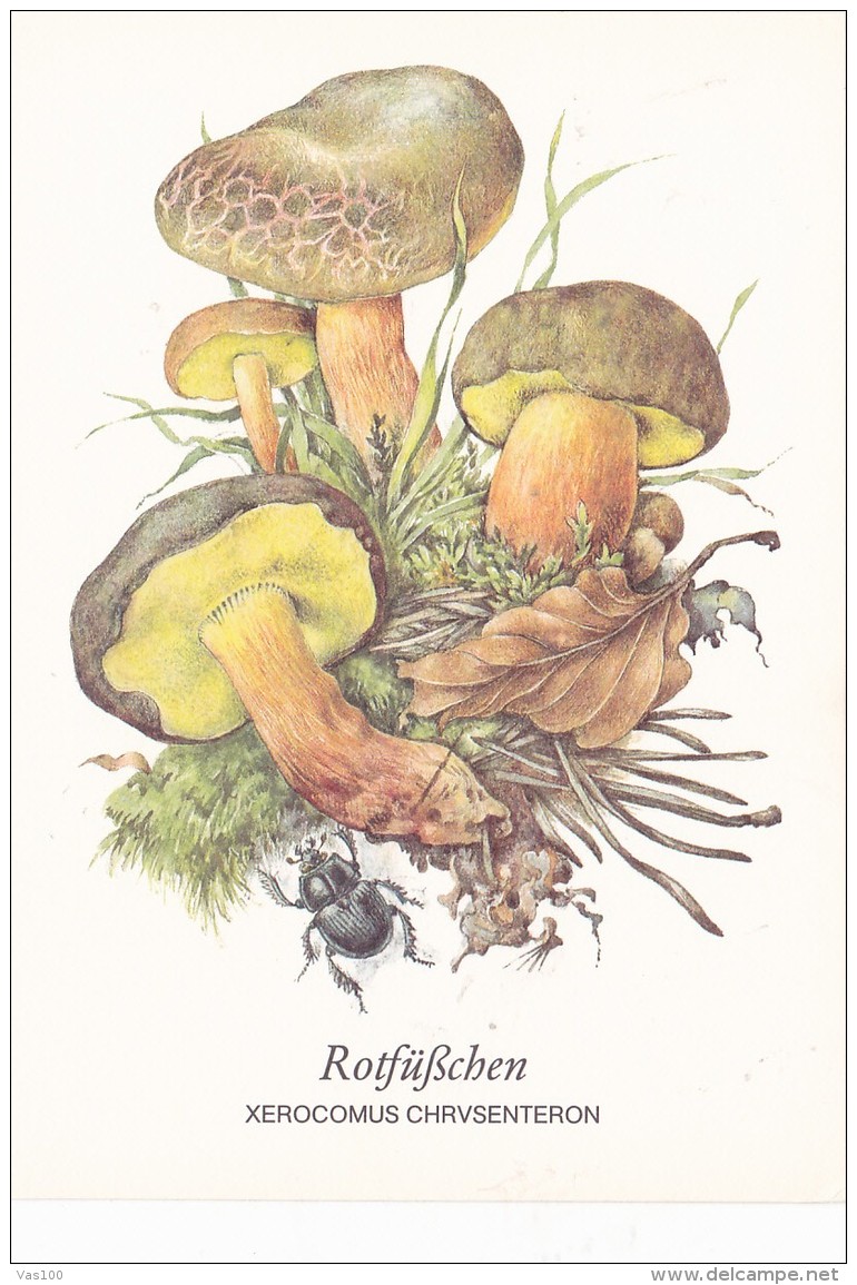 # BV 3214   MUSHROOM, XEROCOMUS CHRYSENTERON, CHAMPIGNON, POST CARD, POSTAL STATIONERY,  GERMANY - Champignons