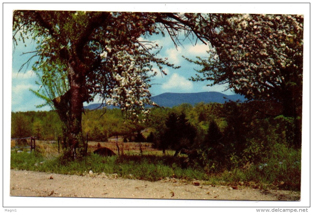 USA - Cpsm - APPLE BLOSSOM TIME In West Central Vermont - Autres & Non Classés