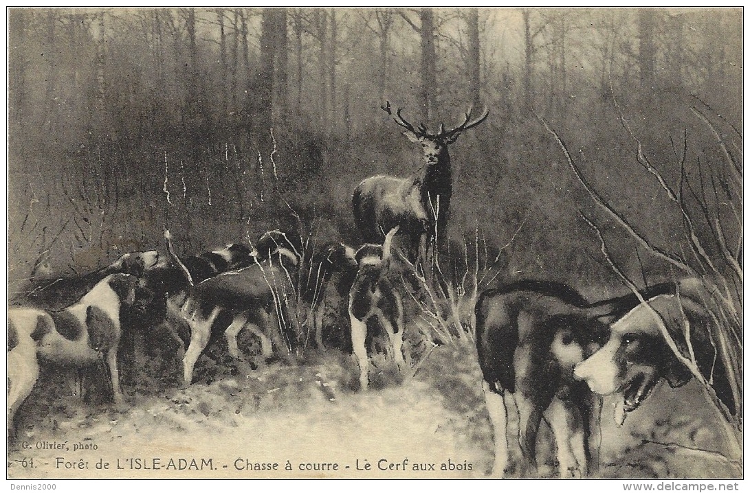 CERF - CHIEN - Forêt De L´ ISLE-ADAM (95) - CHASSE À COURRE - Le CERF Aux Abois - DEER HUNTING - Chasse