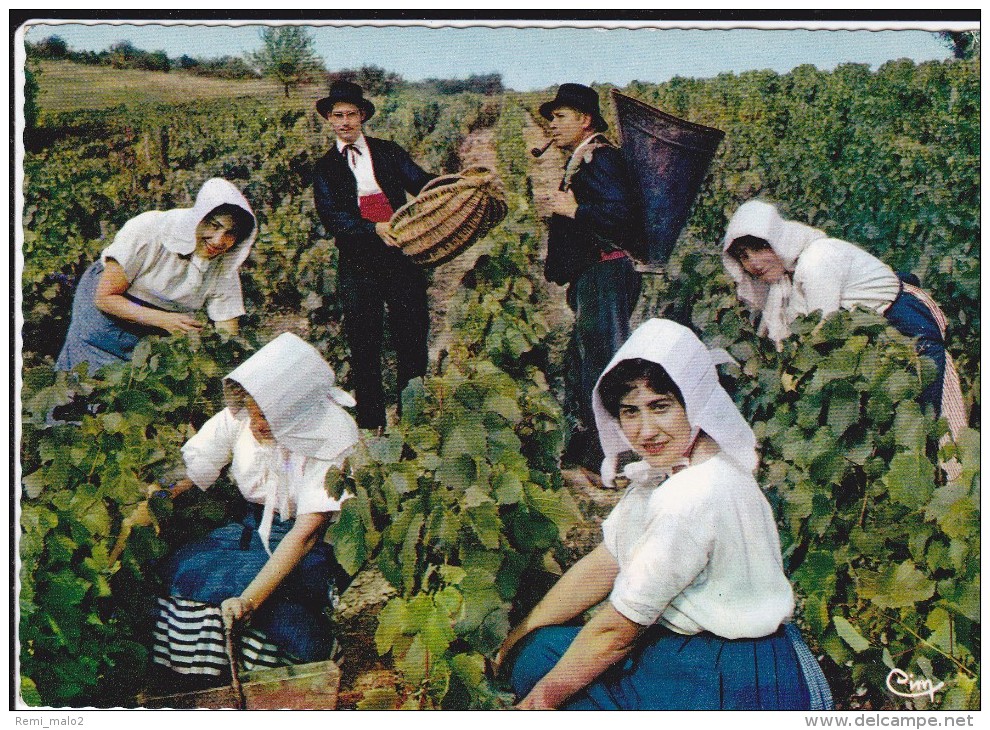 CPSM   Groupe Folklorique "La Cote Chalonnaise"  Scène De Vendange - Altri & Non Classificati