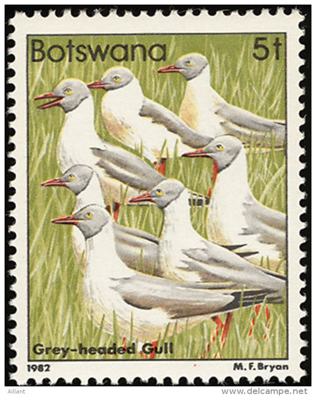 Botswana 1982  Grey-headed Gull    Chroicocephalus Cirrocephalus  ** - Möwen