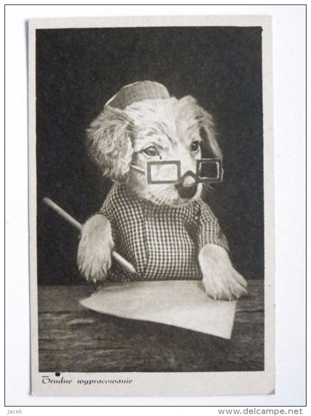 Dog  Chien  Hund / Old Postcard - Honden