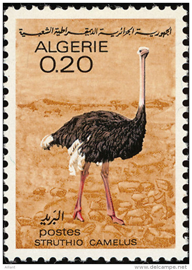 Algérie. Algeria 1967 . Autruche. Ostrich  ** - Autruches