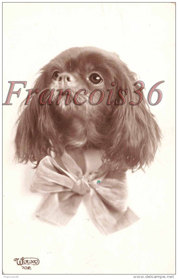 Chien Dog épagneul Cavalier King Charles Spaniel   - 2 Scans - Chiens