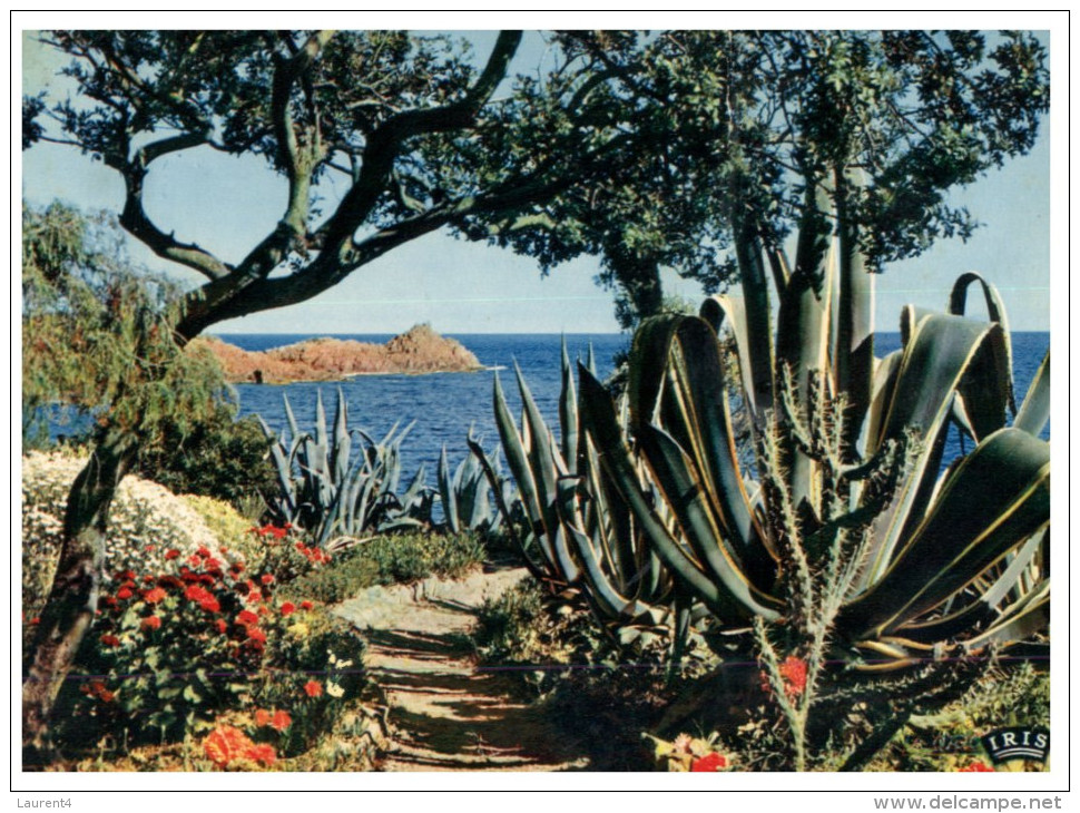 (DEL 115) France - Cote D'Azur And Cactus Plant - Cactus