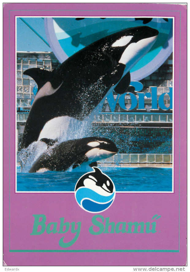 Baby Shamu The Killer Whale, SeaWorld, Florida, United States US Postcard Posted 1993 Stamp - Orlando