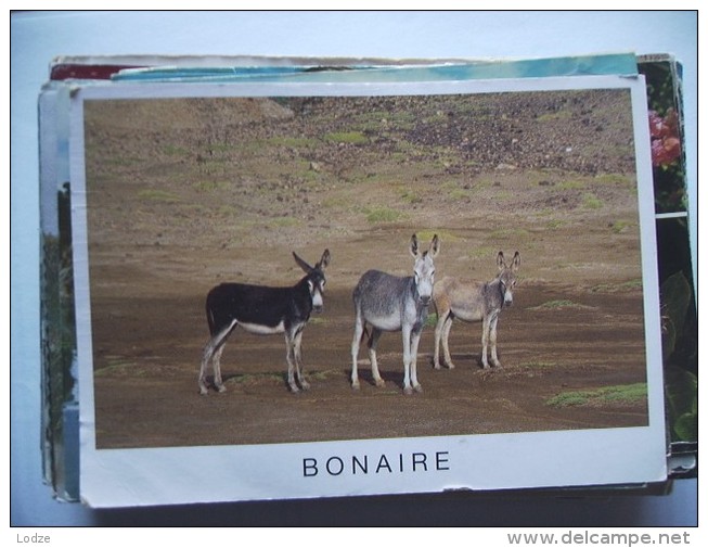 Bonaire With Donkeys - Bonaire