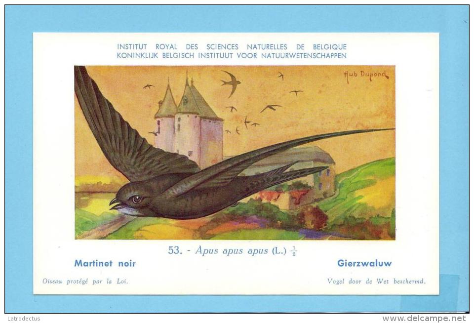 KBIN / IRSNB - Vogels / Oiseaux - 1943 - 53 - Apus Apus, Martinet Noir, Gierzwaluw, Common Swift - Oiseaux