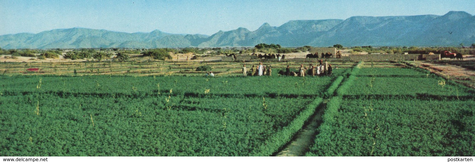 ÄLTERE POSTKARTE NAJRAN GREEN FIELDS SAUDI ARABIEN SAUDI ARABIA Landwirtschaft Agrar Ansichtskarte AK Cpa Postcard - Saudi-Arabien