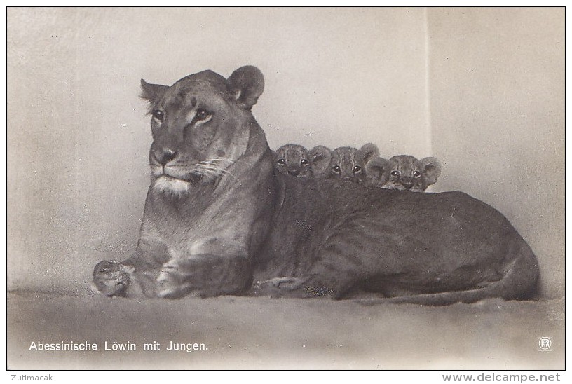 Berlin - Zoo Zoologischer Garten - Abessinische Lowin Mit Jungen - Lion - Dierentuin