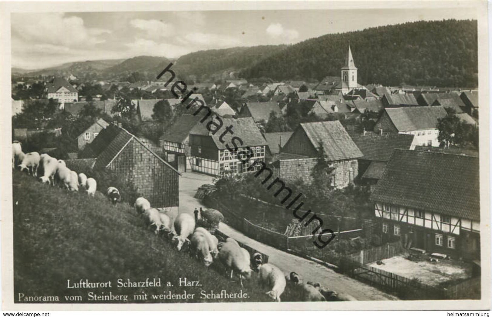 Scharzfeld - Panorama Vom Steinberg Mit Weidender Schafherde - Foto-AK 1932 - Verlag I. Wollstein Berlin - Herzberg