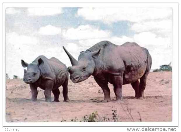 CPSM ANIMAUX RHINOCEROS - Rhinoceros