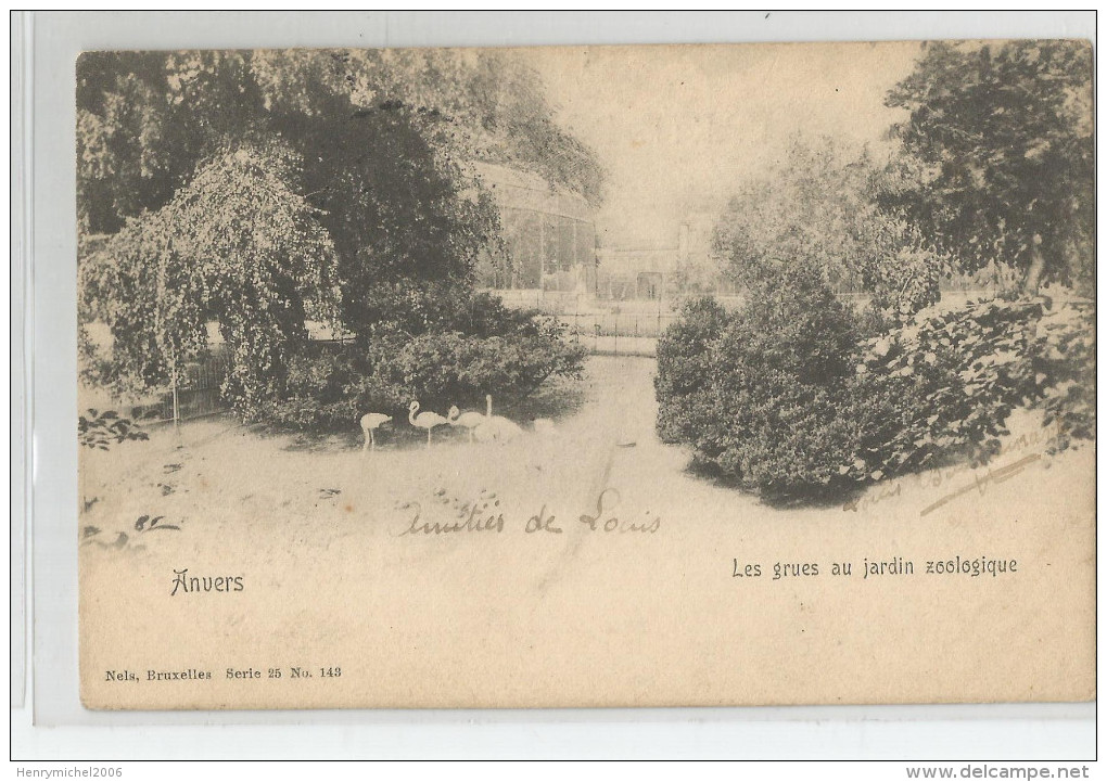 Belgique - Anvers Les Grues Au Jardin Zoo Zoologique 1906 - Antwerpen