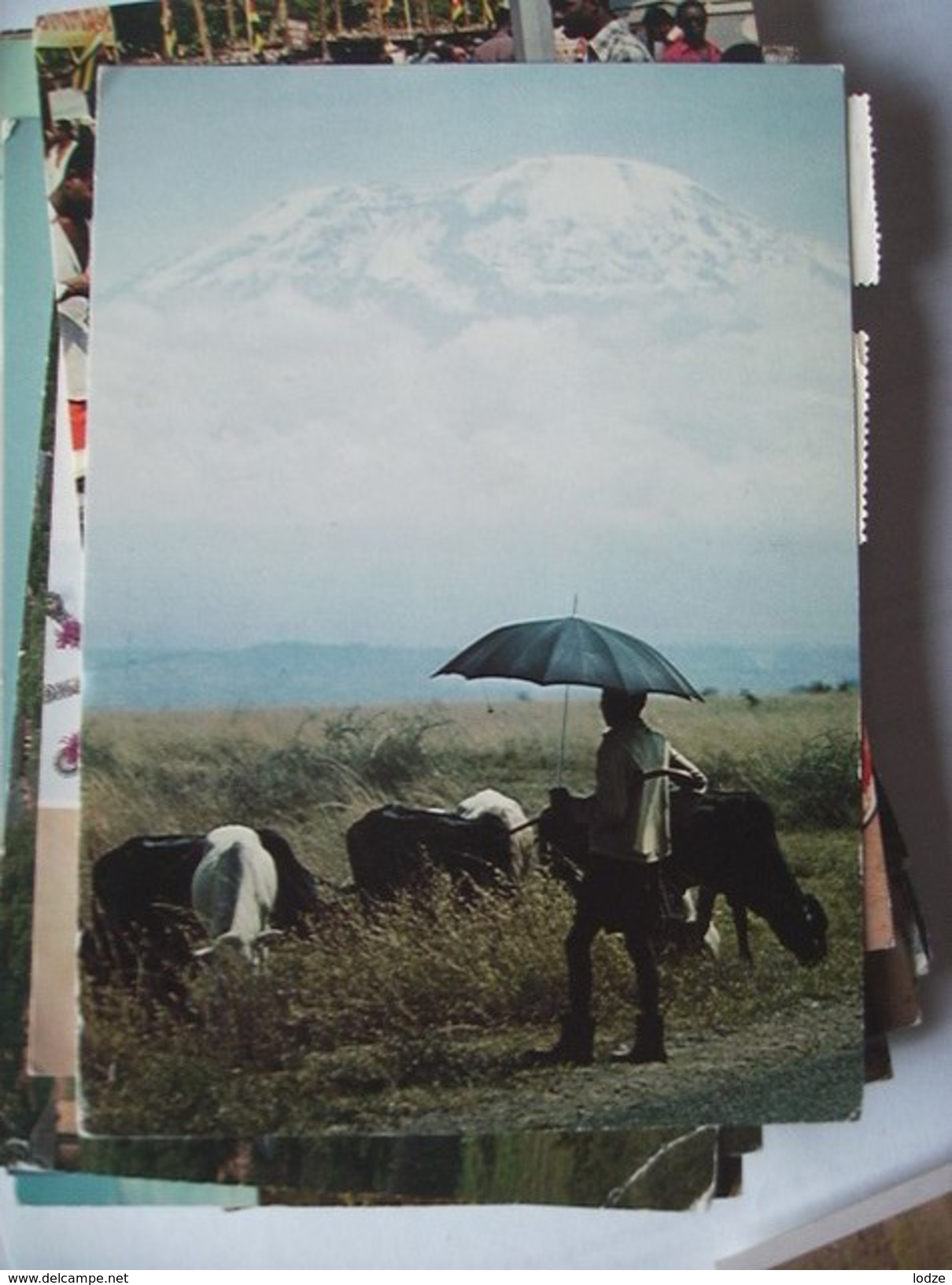 Tanzania Man With Cattle And Kilimanjaro - Tanzania