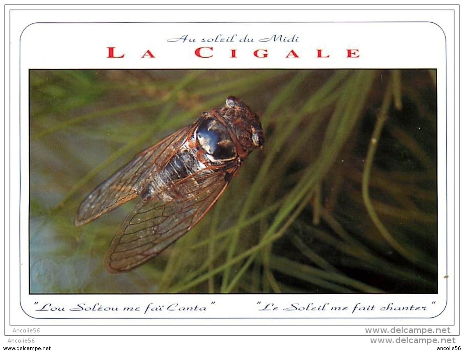 LA CIGALE LE SOLEIL ME FAIT CHANTER LOT DE 2 CARTES NEUVES - Insects