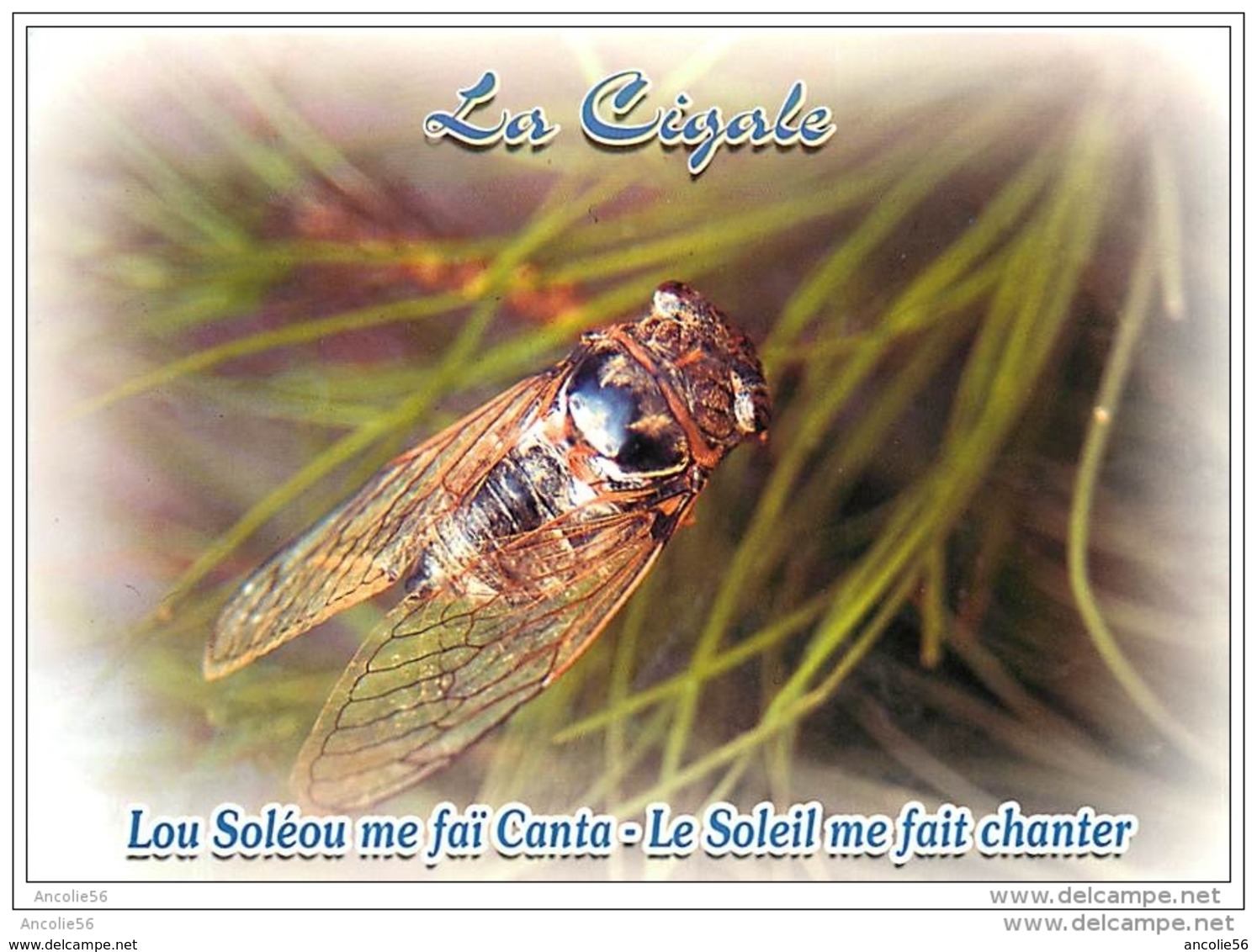 LA CIGALE LE SOLEIL ME FAIT CHANTER LOT DE 2 CARTES NEUVES - Insects