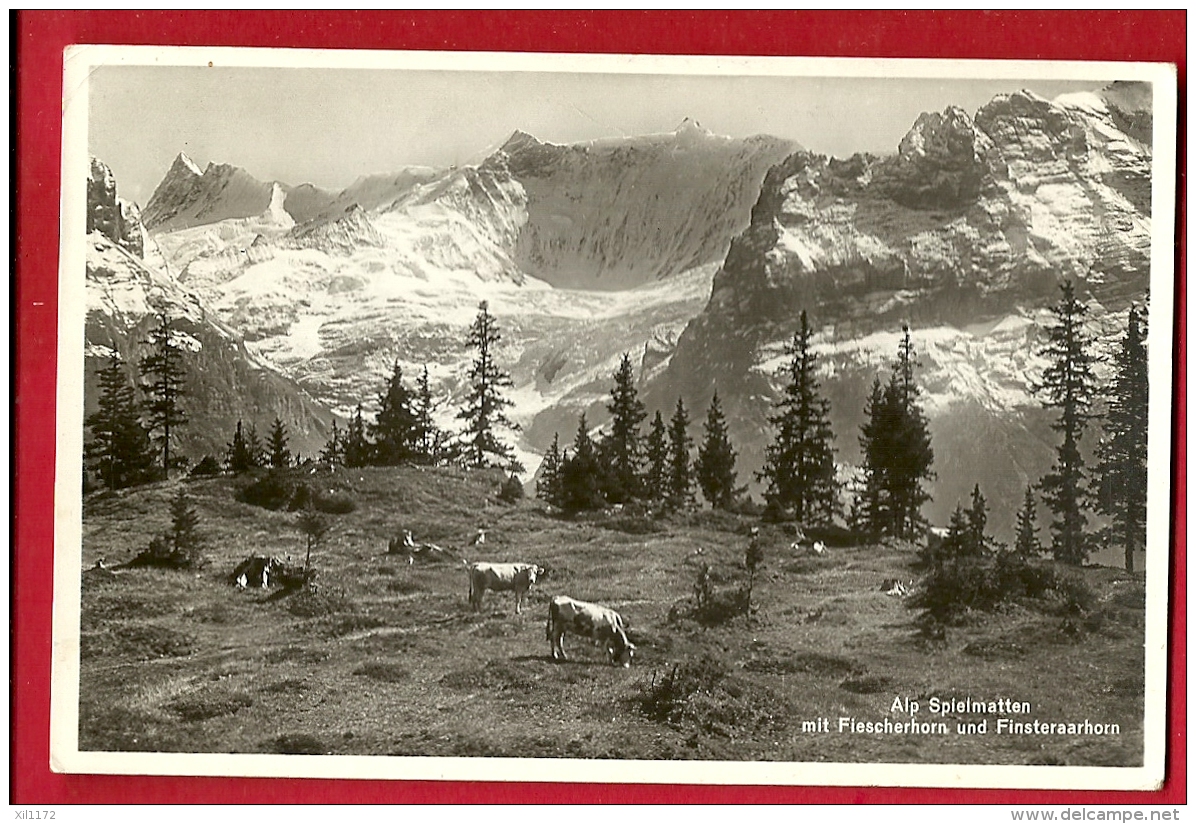 HBM-26  Alp Spielmatten Mit Fieschhorn Und Finsteraarhorn. Kuhe. Gelaufen In 1937 - Matten Bei Interlaken