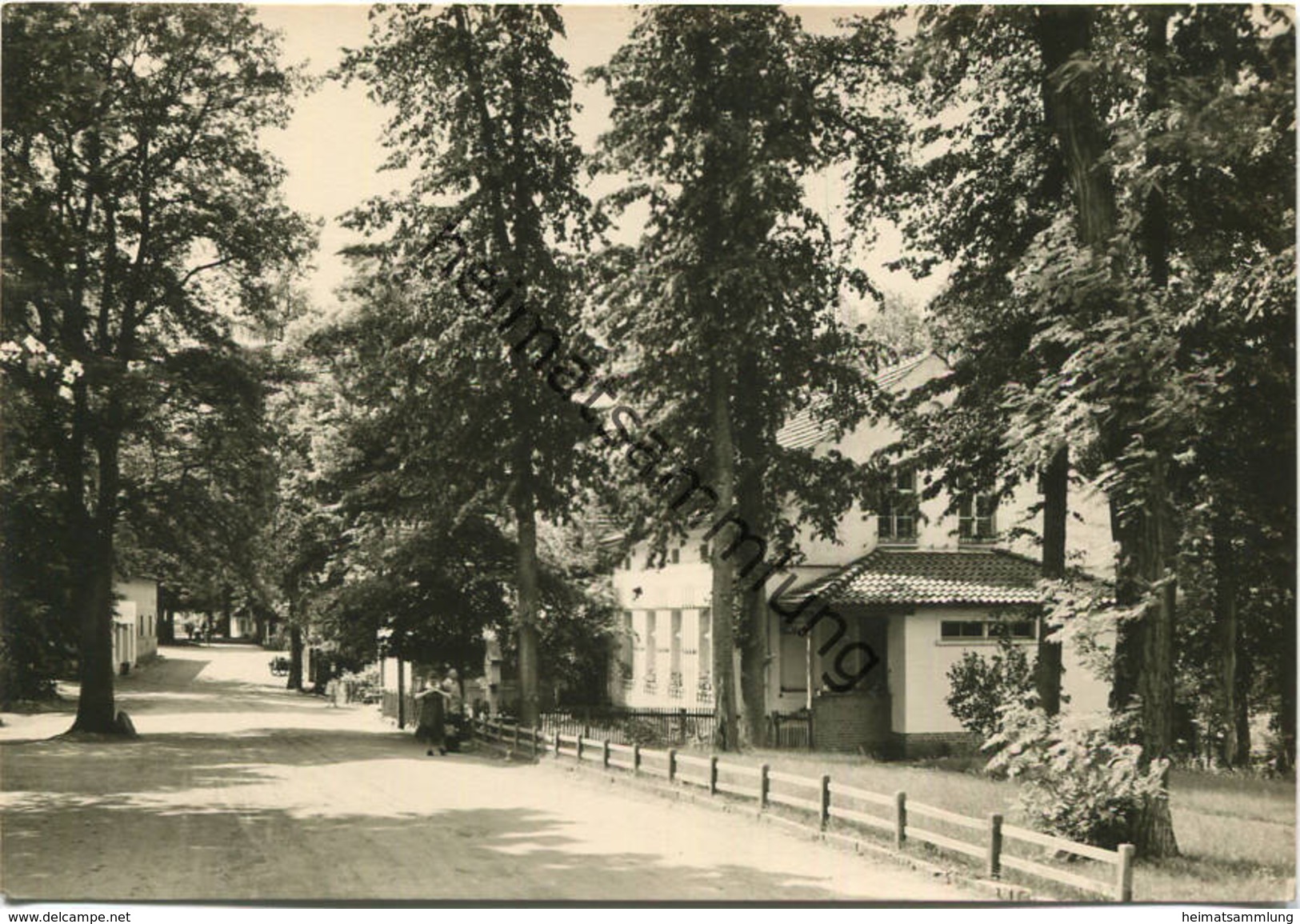 Neuglobsow - Stechlinsee-Strasse - Foto-AK Grossformat 60er Jahre - Verlag Foto-Hanich Dresden - Neuglobsow