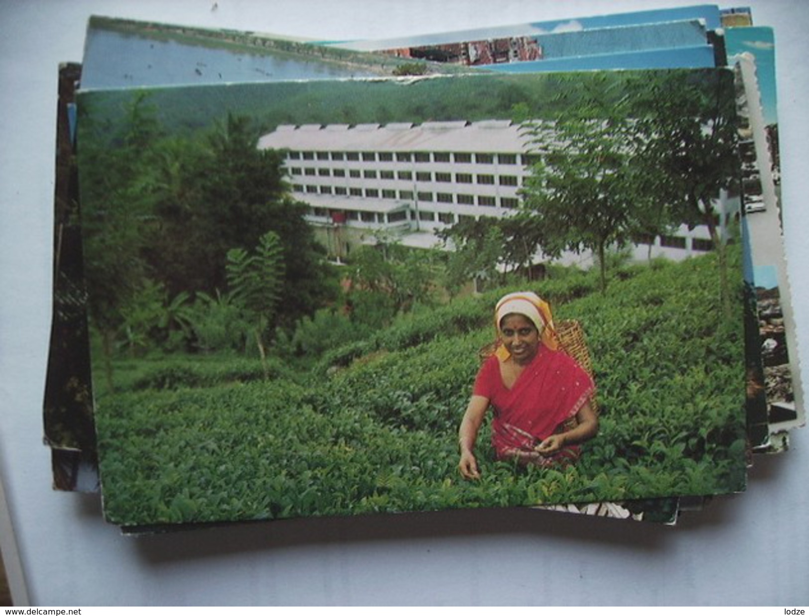 Asia Sri Lanka Ceylon Tea Plucker Woman - Sri Lanka (Ceylon)