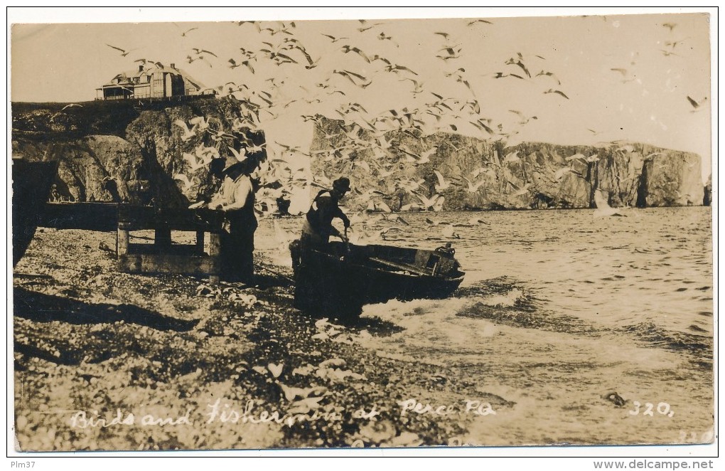 PERCE  - Carte Photo - Birds And Fishermens - Percé