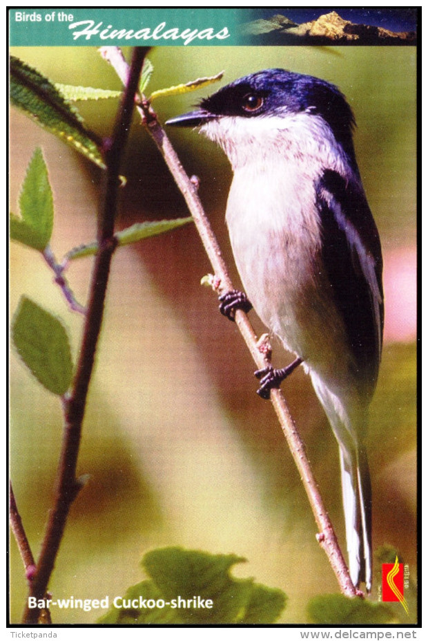 BIRDS-BIRDS OF THE HIMALAYAS-BAR-WINGED CUCKOO SHRIKE-INDIA POST PPC-MNH-BX1-364 - Cuco, Cuclillos