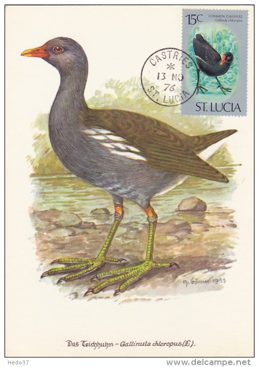 SAINTE LUCIE Carte Maximum - Gallinula Chloropus - St.Lucie (1979-...)