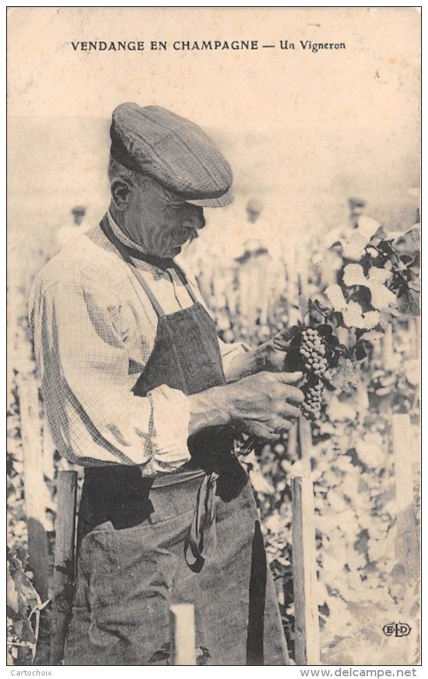 51 - Vendanges En Champagne - Gros Plan Sur Un Vigneron - Autres & Non Classés