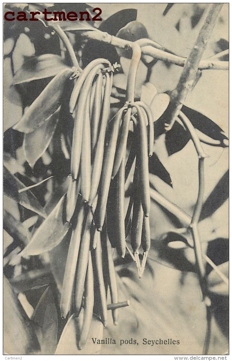 VANILLA PODS SEYCHELLES AFRIQUE OHASHI - Seychelles