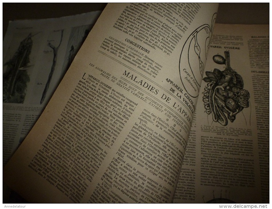 1923 VIE à la CAMPAGNE: N° EXTRAORDINAIRE ----> LE PARFAIT VETERINAIRE DE LA BASSE-COUR ; Publicités; etc