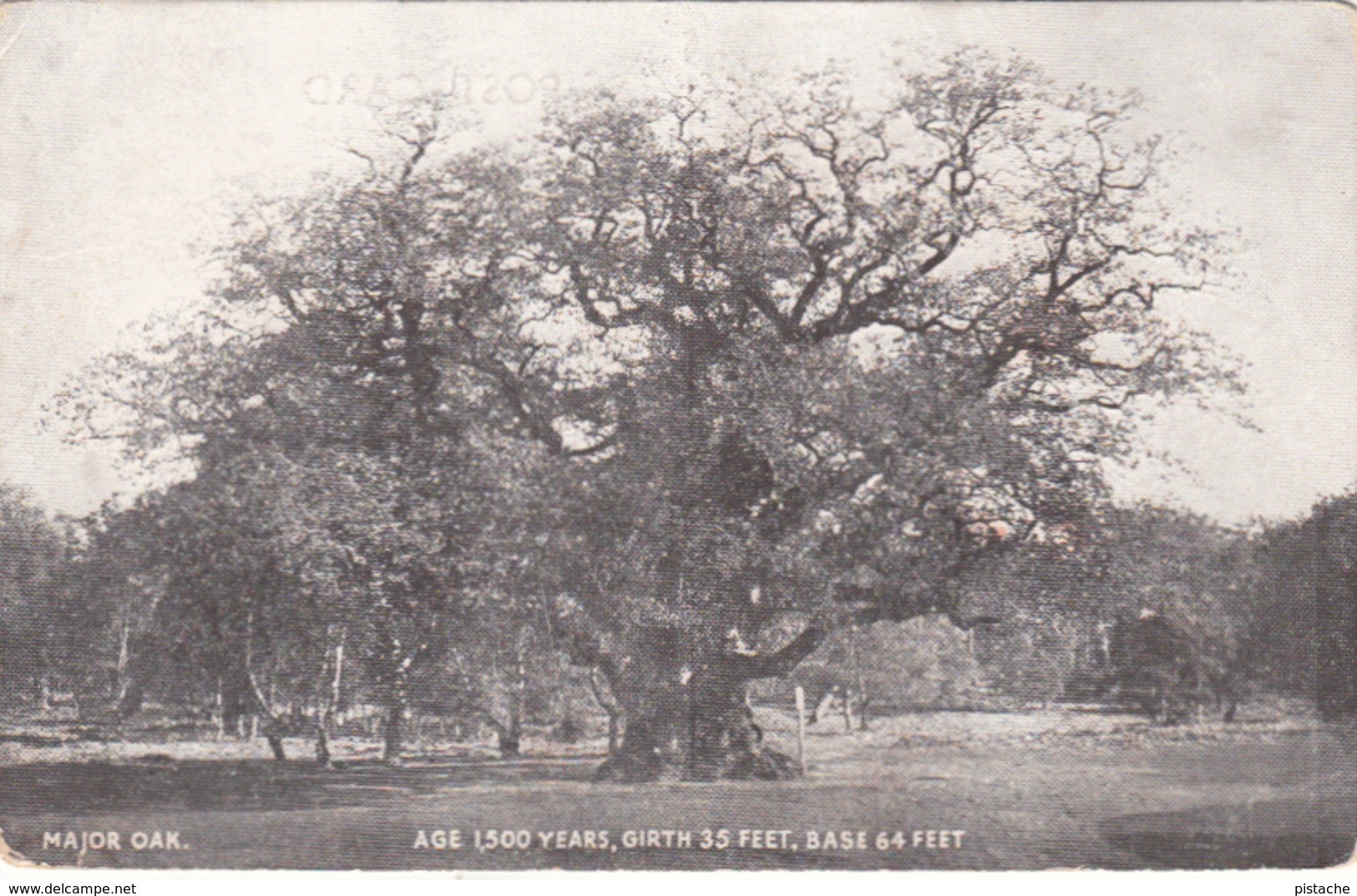 Major Oak - Age 1500 Years - Girth 35 Feet - Base 64 Feet - Sherwood Forest England - Written - 2 Scans - Trees