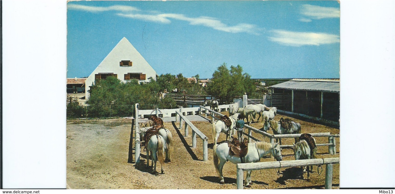 Camargue Chevaux De Promenades De L'Auberge Cavalière - Languedoc-Roussillon