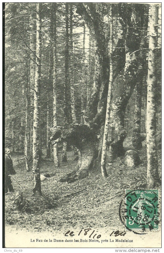 Le Fau De La Dame Dans Les Bois Noirs Pres La Madeleine - Autres & Non Classés