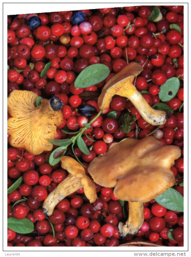 (765) Mushrooms And Berries - Champignon Et Baies - Champignons