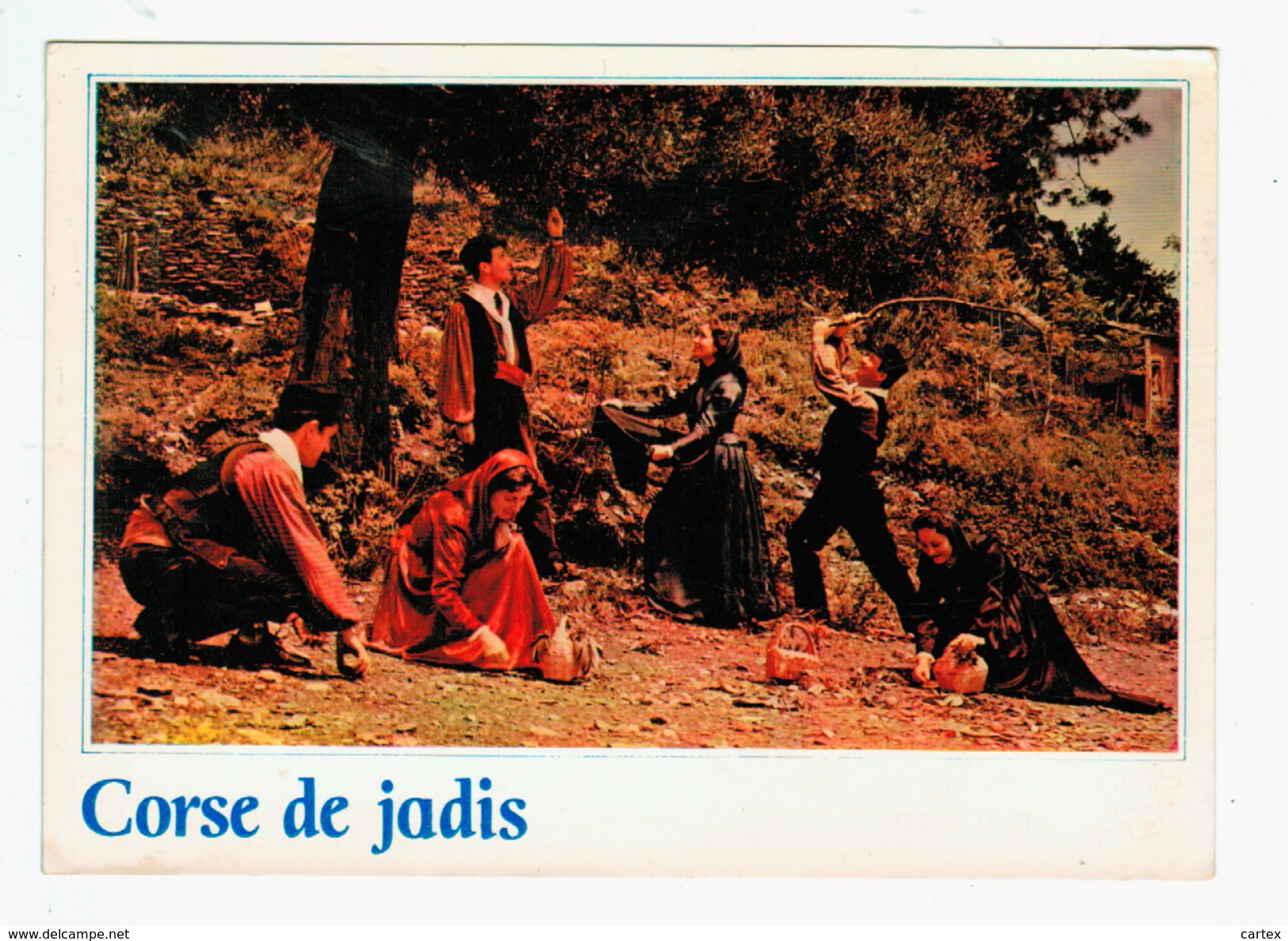 Aun 239  Cpm Folklore Corse ! Corse De Jadis  ACHAT DIRECT !!! - Corse