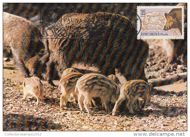 50186- WILD BOAR, PIGLETS, MAXIMUM CARD, 1985, ROMANIA - Other & Unclassified