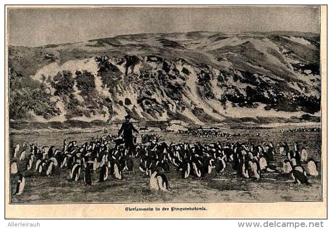 Eiersammeln In Der Pinguinkolonie  /  Druck Aus Zeitschrift , 1902 - Sonstige & Ohne Zuordnung