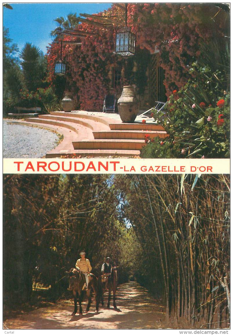 CPM - TAROUDANT - La Gazelle D'Or - Autres & Non Classés