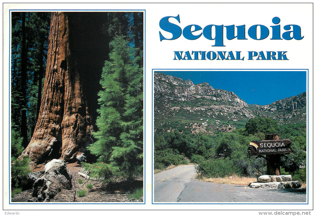 Sequoia National Park, California, United States US Postcard Posted 1998 Stamp - Autres & Non Classés