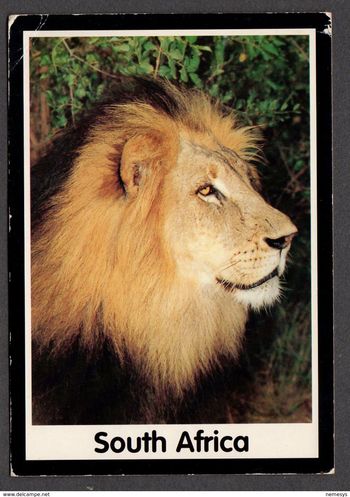 SOUTH AFRICA LION LEONE FG NV SEE 2 SCANS - Leoni