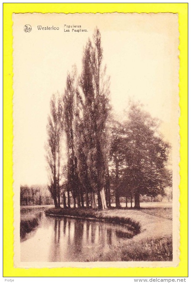 * Westerlo - Westerloo (Antwerpen - Anvers) * (Nels, Uitg M. Belmans Peeters) Populieren, Peupliers, Tree, Arbre, Boom - Westerlo