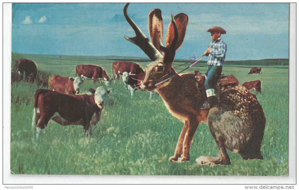 Cpm  Montage Photo Cow Boy Lièvre Vaches  Roundup Time 1976 - Fotografie