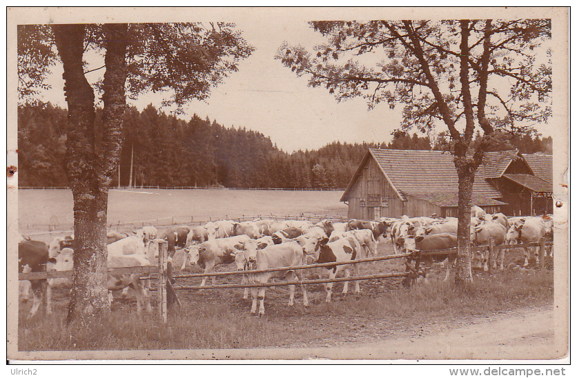 AK Kühe Bei Speichingen (25260) - Koeien