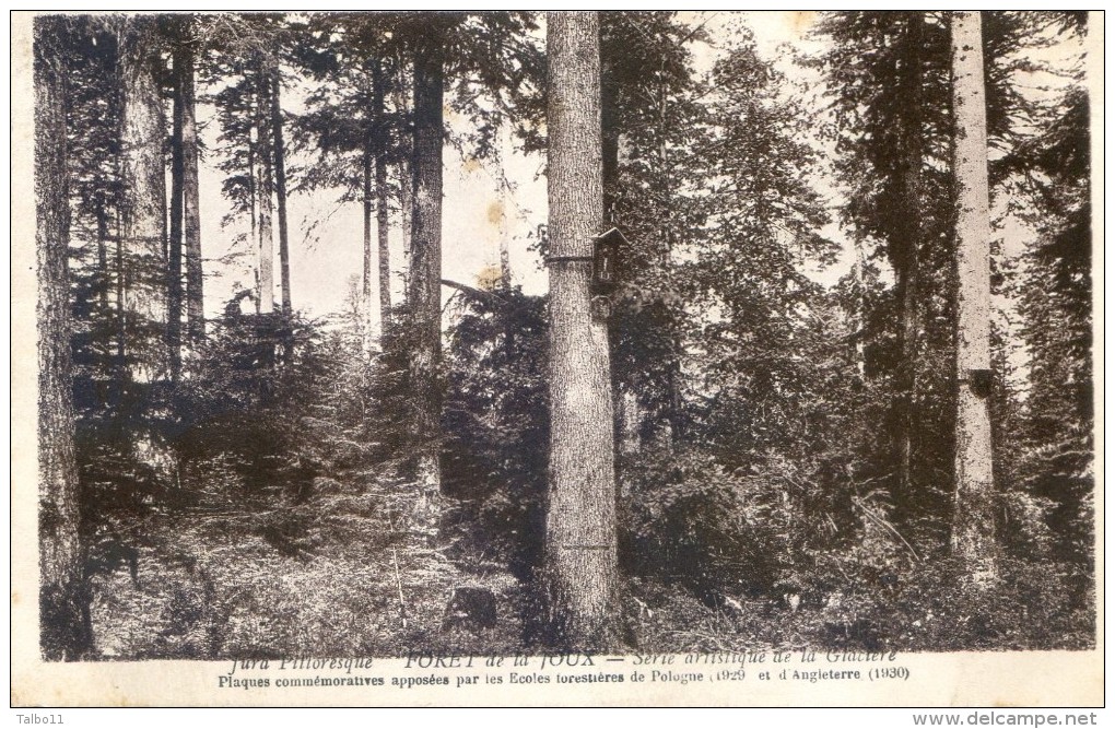 Jura - Foret De La Joux - Serie Artistique De La Glaciere - Plaques Commemoratives Ecoles Forestiere De Pologne Et GB - Lons Le Saunier