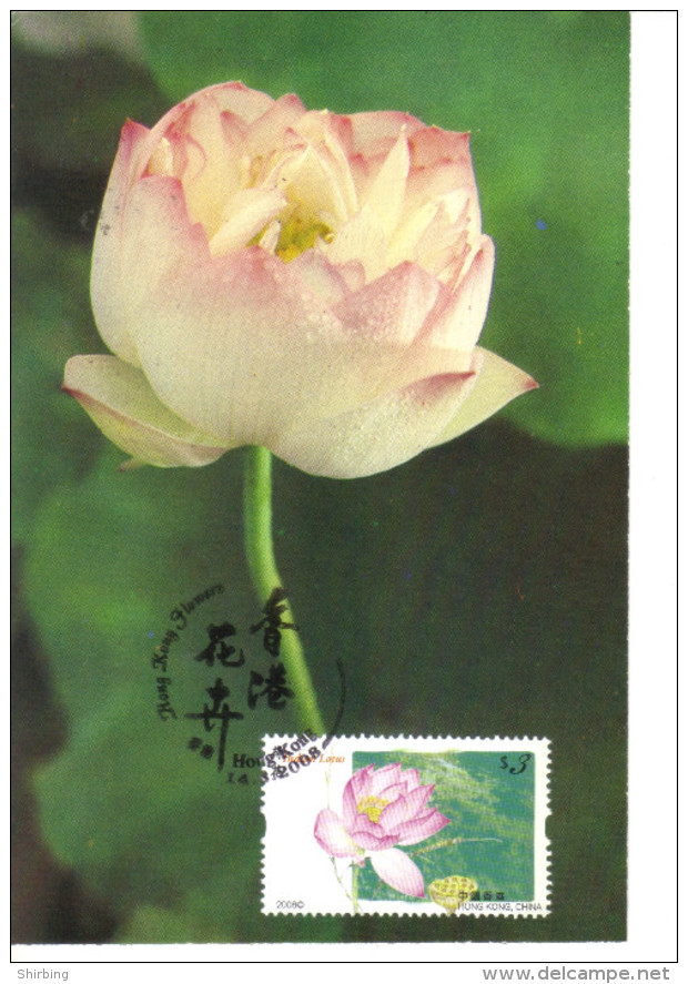 19F : Hong Kong 2008 Carte Maximum Card, Lotus Flower Maxi Card, MC - Maximum Cards