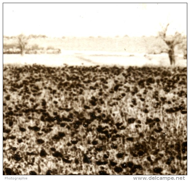 Palestine Plaine De Sharon Rosiers Champ Ancienne Photo Stereo Underwood 1900 - Stereoscopic