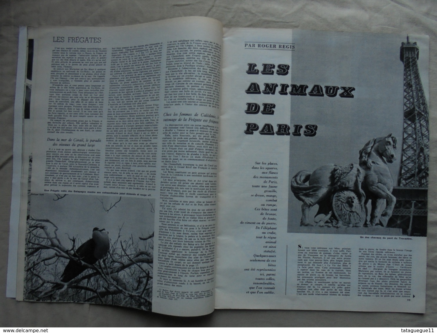 Ancien - Revue La Vie Des Bêtes Et L'ami Des Bêtes - N° 44 Mars 1962 - - Animaux