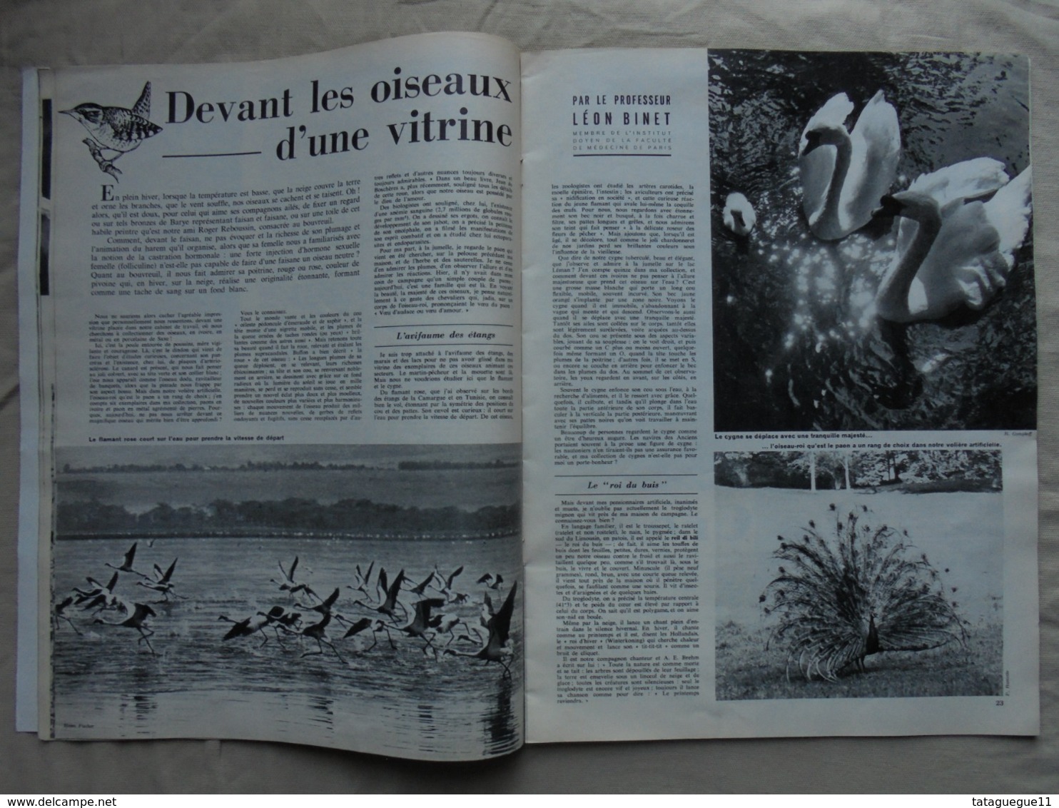 Ancien - Revue La Vie Des Bêtes Et L'ami Des Bêtes - N° 44 Mars 1962 - - Animaux